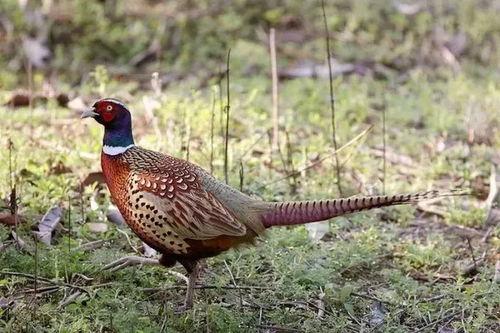 如何防止野鸡吃瓜,有效防止野鸡偷食瓜果的实用策略 第3张 如何防止野鸡吃瓜,有效防止野鸡偷食瓜果的实用策略 第3张